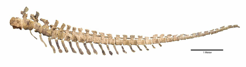 Illustration for article titled Scientists Have Discovered (Maybe) the Biggest Dinosaur Ever